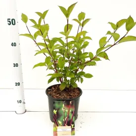 5x Cornus alba Sibirica 19cm Pot 30cm Shrub Plant