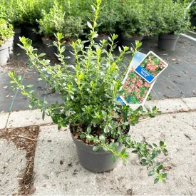 5x Escallonia Red Elf 19cm Pot 40cm Shrub Plant