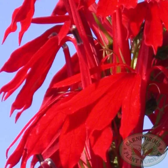 Cardinal Flower