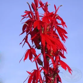 Cardinal Flower