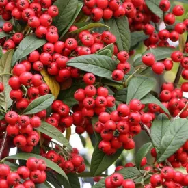 Cotoneaster frigidus Cornubia